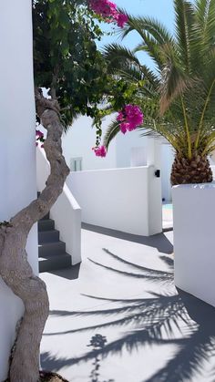 there is a tree in the middle of this walkway next to some white walls and stairs