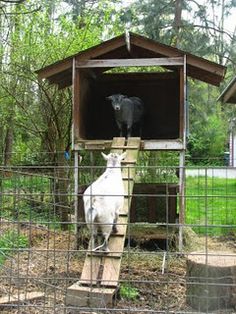 two goats in a fenced off area