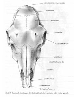 an animal's skull is shown in this diagram