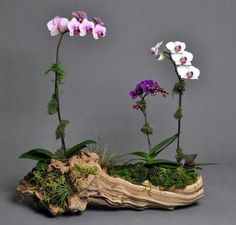 three orchids are growing out of an old piece of wood that is being used as a planter