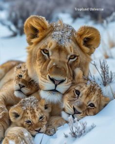 a group of lions laying in the snow