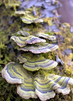 a group of mushrooms growing on the side of a tree