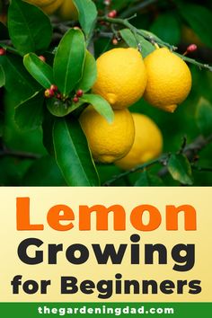 lemons growing on a tree with text overlay that reads tips for growing lemons