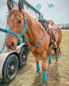 a brown horse standing next to a trailer