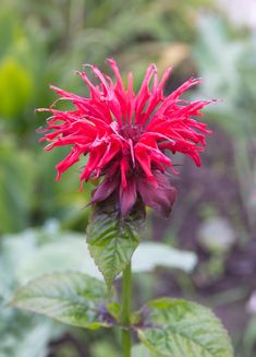 a red flower with green leaves in the background