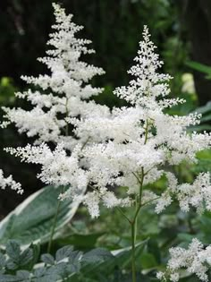 some white flowers are in the middle of green leaves and trees behind them is a forest