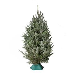 a small evergreen tree in a blue pot