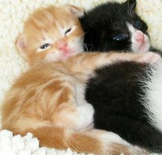 two kittens cuddle together on a white blanket