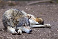 a wolf laying on the ground with its eyes closed