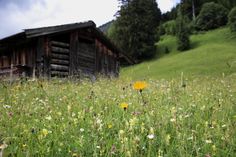 a field full of wildflowers next to a wooden cabin on a hill side