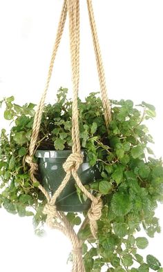 a potted plant hanging from a rope with some green plants in the bottom right hand corner