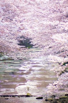 Cherry Blossoms, Onda River Cherry Blossom Walk, Machida, Tokyo, Japan, 恩田川の桜, 町田, 東京 Japanese Sakura, Sakura Cherry Blossom, Dream Travel Destinations, Travel Trip, Cherry Blossoms, Tokyo Japan, Japan Travel, Travel Dreams