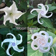 four different types of flowers with the words moon flower