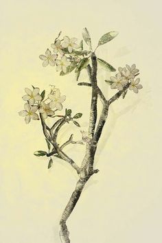 a painting of a branch with flowers on it