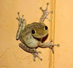 a small frog sitting on top of a yellow wall