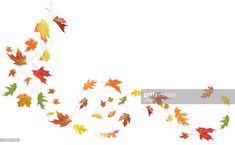 falling autumn leaves on white background