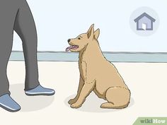 a brown dog sitting next to a person wearing blue shoes