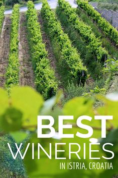 the cover of best wines in istria, croatia