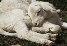 a white dog is sleeping on the grass