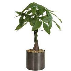 a potted plant with green leaves in it