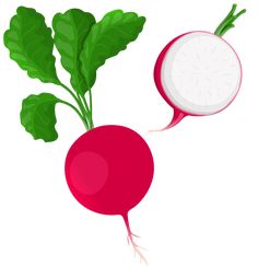 a radish with green leaves and a white disc on the top is shown