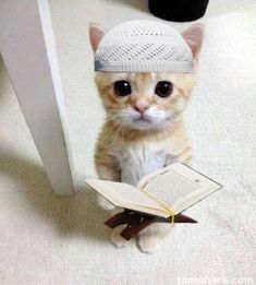 a small kitten wearing a hat while sitting on the floor next to an open book