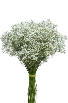 Million Star Baby's Breath is a variety of Gypso (Gypsophila). The ideal “filler,” Baby’s Breath provides just the right amount of volume to your bouquet. The flower is sturdy, has a long vase life and is available year-round. It is also attractively priced. Million Star is the most popular variety of Baby’s Breath. It has a slight fragrance and smaller blooms, compared with Mirabella or New Love. Million Star is available in bunches of 10 stems (average); each stem is approximately 70 cm/28 inc Floral Fillers, Flower Fillers, Bunch Flower, Long Vase, Million Stars, Breath Flowers, Wedding Flower Packages, Red And White Roses, Flower Subscription