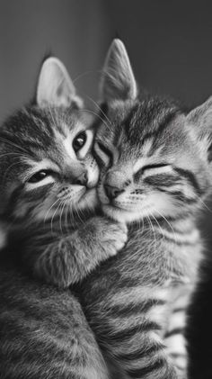 two kittens cuddle together in black and white photograph by michael greble