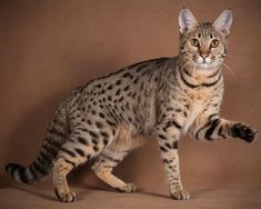 a striped cat standing on its hind legs