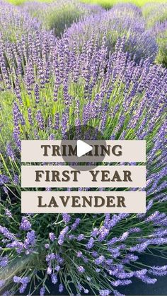 lavender plants with the words trimming first year lavender