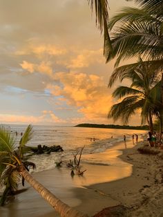 palm trees and people on the beach at sunset