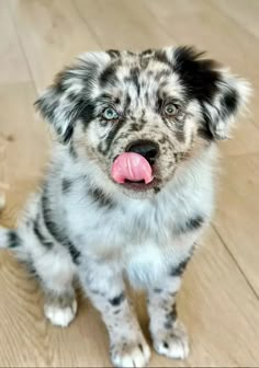 a small dog sitting on top of a wooden floor with its tongue out and tongue hanging out