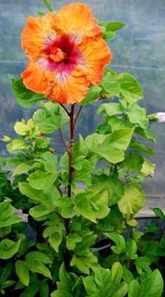 an orange flower with green leaves in a greenhouse