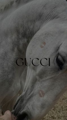 a close up of a horse with the word gucci in front of it