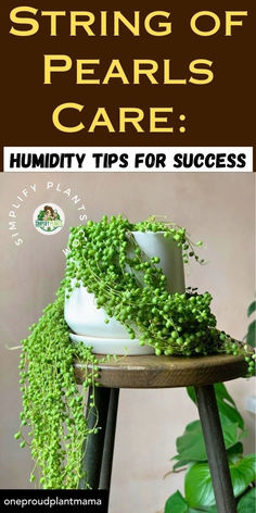 a potted plant sitting on top of a wooden stool with the words, string of pearls care humbly tips for success