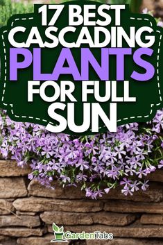 purple flowers in a planter with the words 17 best cascading plants for full sun