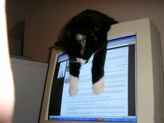 a black and white cat laying on top of a computer monitor