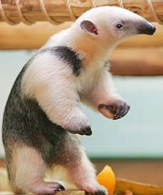 a small white and black animal standing on top of a wooden table next to a banana