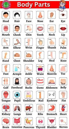 the body parts and their functions are shown in this poster, which shows how many different types