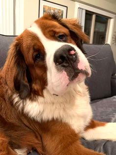 a large brown and white dog laying on top of a couch