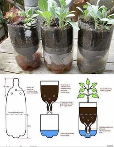 the instructions for how to grow plants in glass jars with water and dirt on top