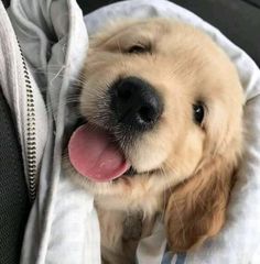 a puppy is laying in the back seat of a car and sticking its tongue out