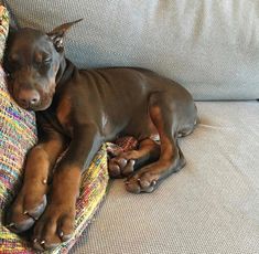 a brown dog laying on top of a couch