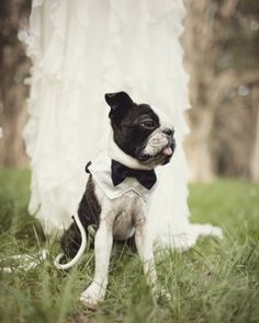 a small black and white dog wearing a bow tie