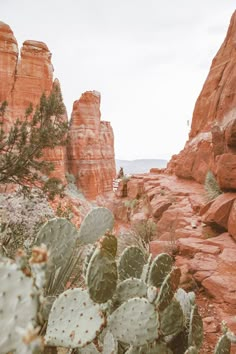 cactuses and rocks in the desert on a cloudy day