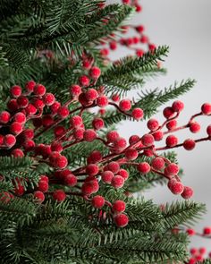 red berries are on the branches of a pine tree