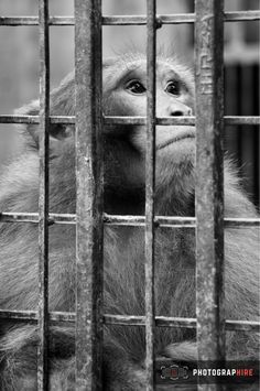 a monkey in a cage looking out from behind it's bars, black and white photograph