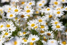 many white flowers with yellow centers in the sun