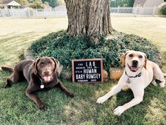 Baby announcement with lab dogs, “the lab results are in…it’s a human baby Rumsey February 2022” Baby Announcement Dog, Baby Announcement Pictures, Baby Announcement Photos, Human Babies