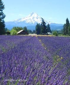 a large field full of purple flowers next to a snow covered mountain in the distance